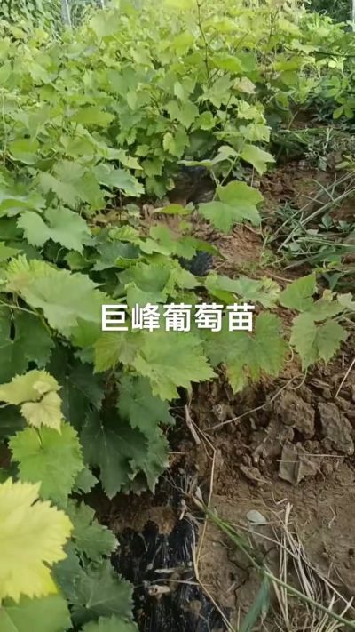 巨峰葡萄苗，优质种苗，一年扦插苗，需要联系18534302961