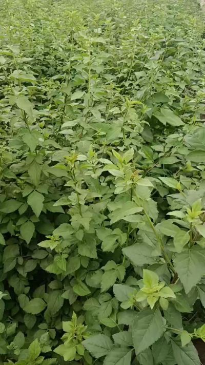 药用连翘苗，科研五号，需要联系18534302961