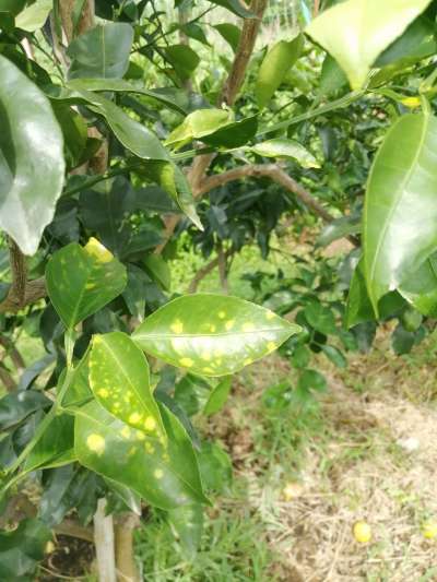 叶斑病，真菌感染