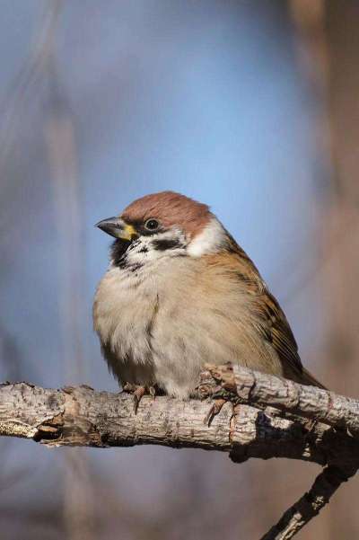 蓝莓鸟害啄果实，需多法驱鸟护产