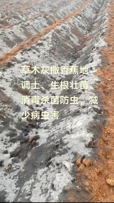 [太阳]纯植物草木灰源头厂家，草木灰广泛适用于各类农作物，是性价比很高的有机肥