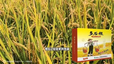 多石粮-谷物小分子有机酸，田间表现。
剑叶挺拔，灌浆饱，千粒重，上粮快。