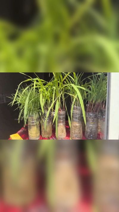 微生物菌剂，出厂前每克添加5亿微生物。最新实验生根育苗，保证不烧苗，促进毛细根增长，抑制病虫害，疏松土壤，保水保肥。近期需要用肥的老板提前联系，19331068337微信同步。