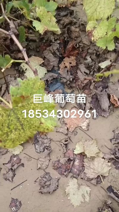 巨峰葡萄苗，一年扦插苗，苗圃基地直销！需要联系18534302961