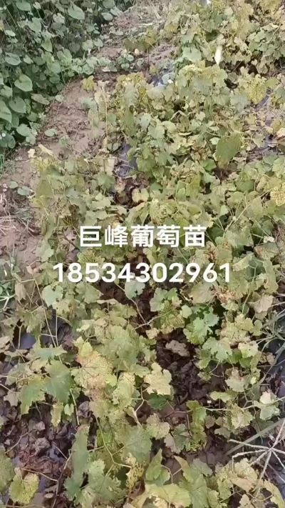 巨峰葡萄苗，一年扦插苗，苗圃基地直销。需要联系我18534302961