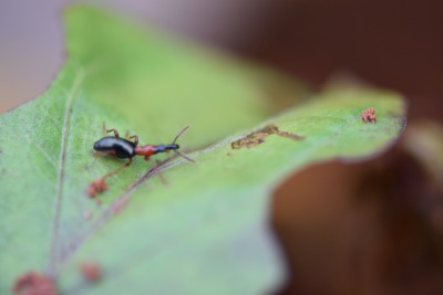 甘薯小象甲的危害与识别