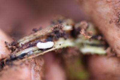 冬季甘薯采收后的田间管理&mdash;&mdash;清洁田园与土壤消毒