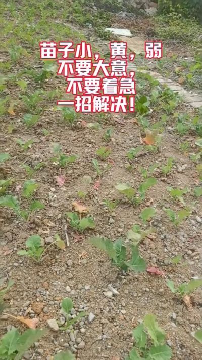 油菜苗子弱苗子小，就用多石粮，5天见效果。
