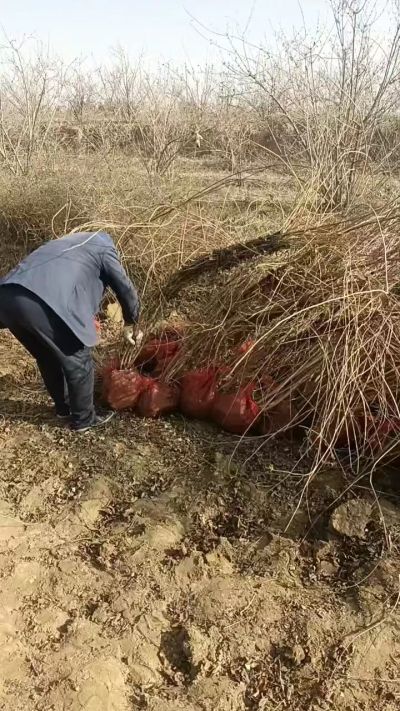 出售药用连翘苗，科研五号优质种苗，2/5年苗，药用连翘树，挂果树，全国包邮到家！财富密码18534302961出售药用连翘苗，科研五号优质种苗，2/5年苗，药用连翘树，挂果树，全国包邮到家！财富密码1