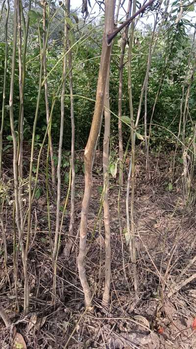 出售臭椿苗，巨峰葡萄苗。药用连翘苗，科研五号优质种苗，2/5年苗，药用连翘树，挂果树，全国包邮到家！财富密码18534302961