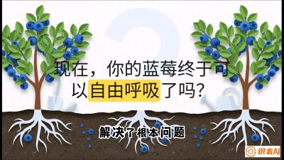 第3节：别把树&ldquo;憋死&rdquo;&mdash;&mdash;正确的定植与换盆手法,   课程：《蓝莓&ldquo;高产&rdquo;实战课：从选苗到丰收的10个关键点》