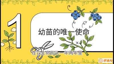 第6节：修剪决定产量（上）&mdash;&mdash;幼苗期与生长期修剪， 课程：《蓝莓&ldquo;高产&rdquo;实战课：从选苗到丰收的10个关键点》