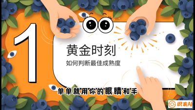 第10节：完美的&ldquo;果粉&rdquo;&mdash;&mdash;采摘时机与保鲜， 课程：《蓝莓&ldquo;高产&rdquo;实战课：从选苗到丰收的10个关键点》