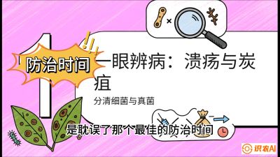 第三节：细菌与真菌&mdash;&mdash;溃疡病与炭疽病，课程：《柑橘十大病虫害：从入门到精通》
