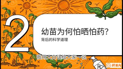 第02节：幼树管理&mdash;&mdash;&ldquo;防晒又防草，树势起得早&rdquo;，课程：《槟榔种植：从不懂到精通的10堂必修课》