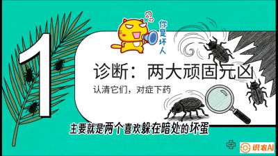 第06节：顽固虫害防治&mdash;&mdash;&ldquo;钻心虫与红蜘蛛，打准时间才服输&rdquo;《槟榔种植：从不懂到精通的10堂必修课》