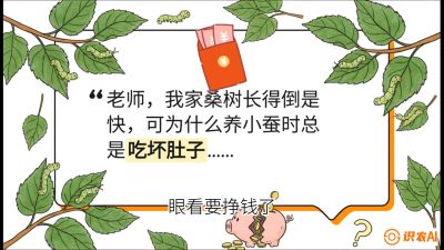 第01节：不仅仅是树&mdash;&mdash;顶级品种选配策略，课程：《桑海淘金：桑树高产与蚕桑安全进阶实战课》