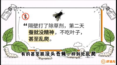 第05节：养蚕人的&ldquo;排雷战&rdquo;&mdash;&mdash;除草剂的生死禁忌，课程：《桑海淘金：桑树高产与蚕桑安全进阶实战课》