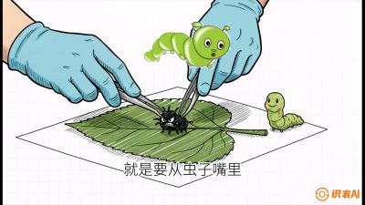 第07节：虫口夺叶（下）&mdash;&mdash;不得不打药时的&ldquo;解毒术&rdquo;，课程：《桑海淘金：桑树高产与蚕桑安全进阶实战课》