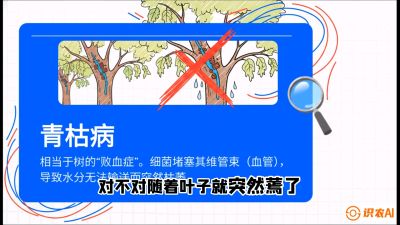 第08节：看不见的杀手&mdash;&mdash;青枯病与萎缩病，课程：《桑海淘金：桑树高产与蚕桑安全进阶实战课》