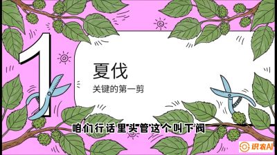 第11节：叶果双收&mdash;&mdash;特殊的夏伐与冬伐，课程：《桑海淘金：桑树高产与蚕桑安全进阶实战课》