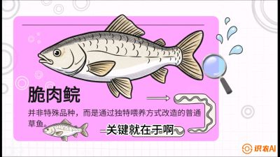 第六节：【老品升级&middot;脆肉鲩】如何让草鱼身价翻倍？，课程：《黄金鳞甲：2025中国淡水鱼高效养殖实战营》