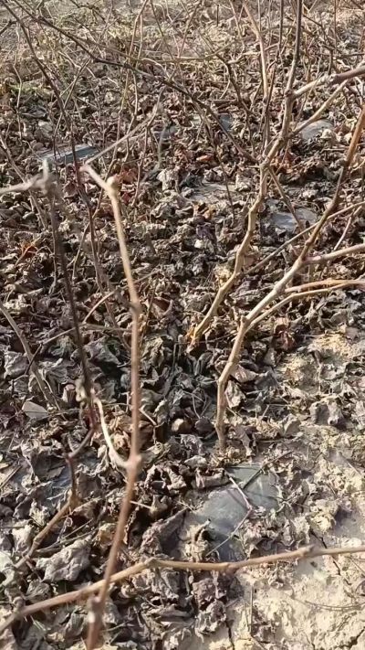 巨峰葡萄苗，一年扦插苗，，全国包邮到家！需要联系18534302961