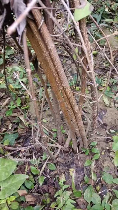 出售药用连翘苗，科研五号优质种苗，2/5年苗，药用连翘树，挂果树，全国包邮到家！财富密码18534302961出售药用连翘苗，科研五号优质种苗，2/5年苗，药用连翘树，挂果树，全国包邮到家！财富密码1