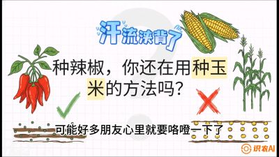 第1节：【品种定江山】工业辣椒vs小米辣：底肥公式与密度陷阱的&ldquo;百万生意经&rdquo;，课程：《辣椒种植实战特训营，从工业辣椒到精品小米辣，教你如何把&ldquo;草&rdquo;种成&ldquo;金&rdquo;》