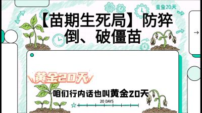 第2节：【苗期生死局】防猝倒、破僵苗，决定后期产量的&ldquo;黄金20天&rdquo;，课程：《辣椒种植实战特训营，从工业辣椒到精品小米辣，教你如何把&ldquo;草&rdquo;种成&ldquo;金&rdquo;》