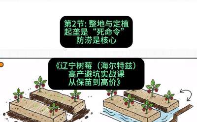 第二节： 整地与定植&mdash;&mdash;起垄是&ldquo;死命令&rdquo;，防涝是核心，课程：《辽宁树莓（海尔特兹）高产避坑实战课：从保苗到高价》
