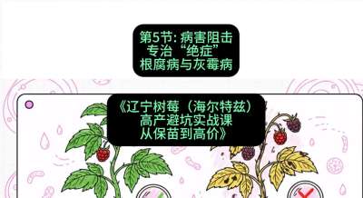 第五节： 病害阻击&mdash;&mdash;专治&ldquo;绝症&rdquo;根腐病与灰霉病，课程：《辽宁树莓（海尔特兹）高产避坑实战课：从保苗到高价》