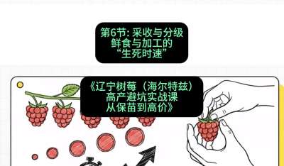 第六节： 采收与分级&mdash;&mdash;鲜食与加工的&ldquo;生死时速&rdquo;，课程：《辽宁树莓（海尔特兹）高产避坑实战课：从保苗到高价》