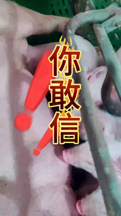 小猪抢不到奶，干瘦不长肉？成活率总上不去？😭
自从用上南商农科这款仔猪补奶机，再也没这烦恼！
✅ 一键设置下料参数，新手也能上手
✅ 恒温补奶，小猪抢着喝，长势超均匀
从车间精工组装到猪场落地使用，每