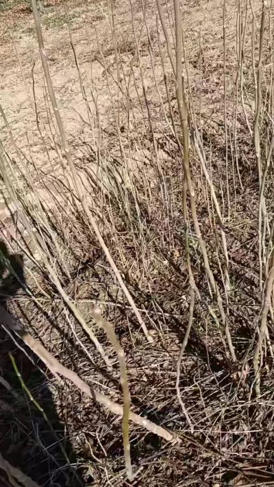 出售臭椿苗，巨峰葡萄苗。药用连翘苗，科研五号优质种苗，2/5年苗，药用连翘树，挂果树，全国包邮到家！财富密码18534302961