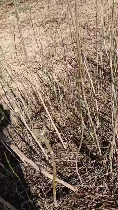 出售臭椿苗，巨峰葡萄苗。药用连翘苗，科研五号优质种苗，2/5年苗，药用连翘树，挂果树，全国包邮到家！财富密码18534302961