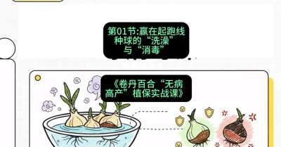 第01节：赢在起跑线&mdash;&mdash;种球的&ldquo;洗澡&rdquo;与&ldquo;消毒&rdquo;，课程：《卷丹百合&ldquo;无病高产&rdquo;植保实战课》#识农AI