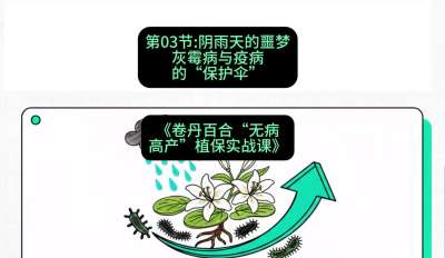 第03节：阴雨天的噩梦&mdash;&mdash;灰霉病与疫病的&ldquo;保护伞&rdquo;，课程：《卷丹百合&ldquo;无病高产&rdquo;植保实战课》#识农AI