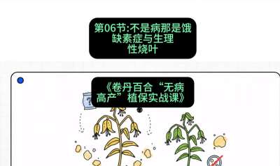 第06节：不是病那是饿&mdash;&mdash;缺素症与生理性烧叶 ，课程：《卷丹百合&ldquo;无病高产&rdquo;植保实战课》#识农AI