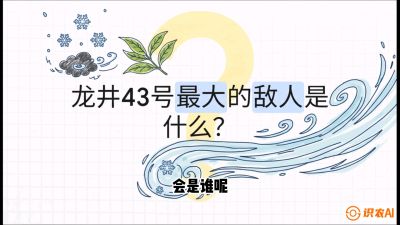 第04节：龙井双璧&mdash;&mdash;龙井43与群体种的差异化护养（重点），课程：《茗茶卫士&mdash;&mdash;茶叶病虫害绿色防控实战课》#识农AI