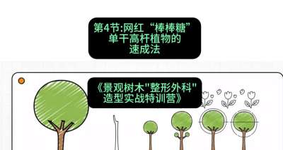 第04节：网红&ldquo;棒棒糖&rdquo;&mdash;&mdash;单干高杆植物的速成法，课程：《景观树木&ldquo;整形外科&rdquo;造型实战特训营》#识农AI